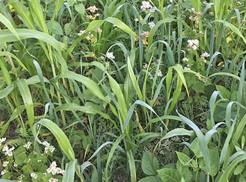 Close-up of tall grasses and a few different, smaller plants with various different leaf types and flowers growing in one area.