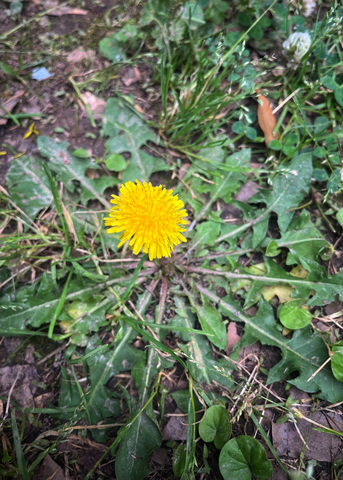 A low-growing plant has a yellow flower.