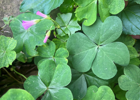 Small purple flowers bloom among clover-shaped leaves.