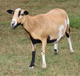 A healthy goat in a pasture.