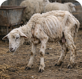 A white sheep with feces and other debris on its body, visible ribs, and lowered head with drool coming from its mouth.