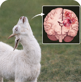 A white goat with its head back so far that it is looking toward the sky. An inset graphic shows the brain of an infected animal with abnormalities circled.