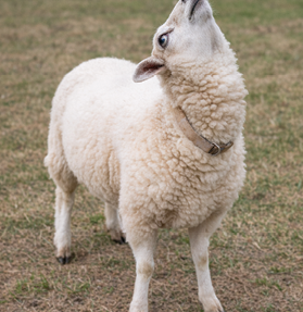 A white sheep with its head back so far that it is looking toward the sky.