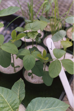 A healthy soybean plant with dark green leaves, normal height, and vigorous growth, representing adequate sulfur nutrition.