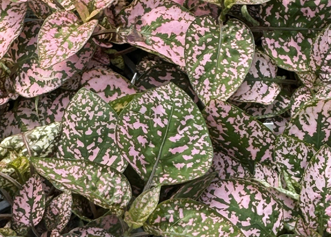A cluster of pink leaves all have green speckles.