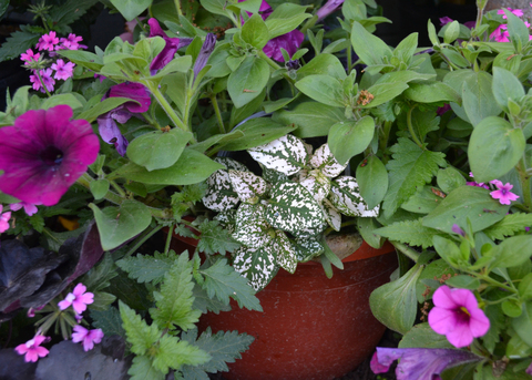 A plant with white leaves and green speckles is part of a container garden.