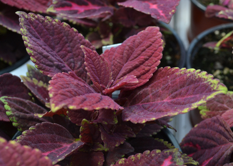 Purple leaves have light green edges.
