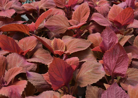 Plants with red leaves fill the frame.