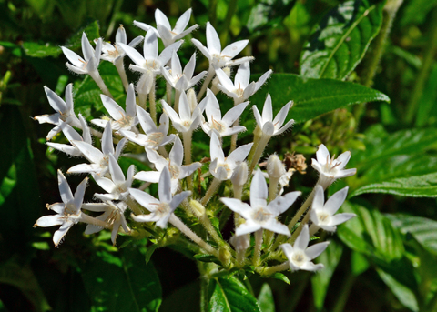 Small white flowers bloom in a cluster.