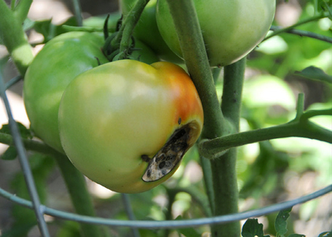 A green tomato with hints of red has a brown spot near the bottom of the fruit. 