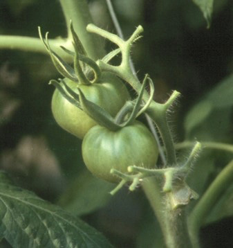 Close-up of two green tomatoes on the vine with no flowers or leaves present.