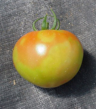 A tomato displays a mix of red and green coloring in various spots. 