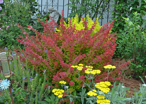 A plant with red branches grows in a garden with yellow flowers.