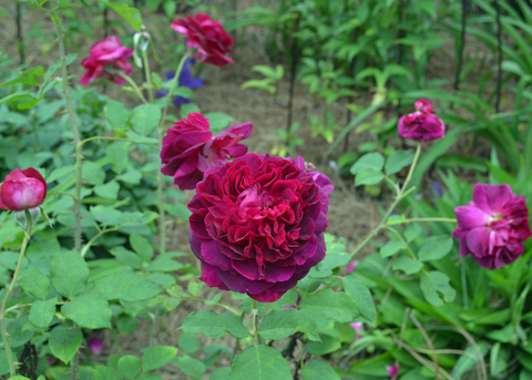 A single dark red rose has smaller roses in the background.