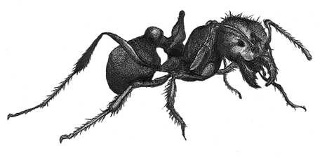 Detailed drawing of a fire ant.