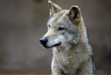 Side profile of a coyote.