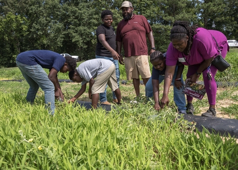 Two adults and four children look for watermelons growing in a field.