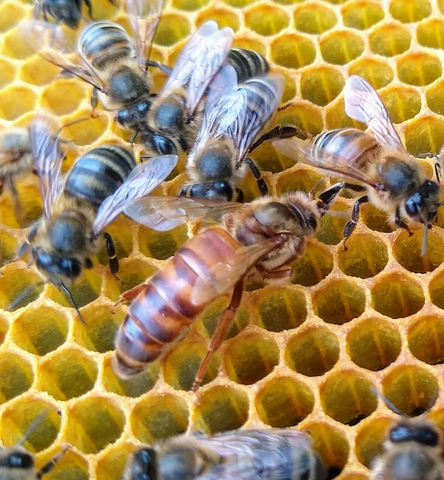 Beekeeping - queen and workers