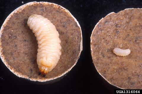 Composite image showing the plump, pale grub. It has a segmented body and small, dark head.