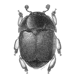 Top-view drawing of an adult small hive beetle.