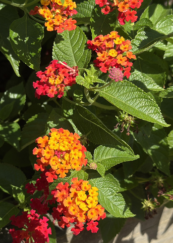 Clusters of small red and orange flowers cover a bush.