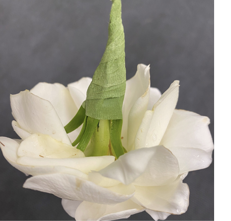 Close-up of the upturned head of a garden flower, showing the underside wrapped in green floral tape.