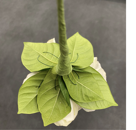 Close-up of the upturned head of a garden flower, showing the underside with wired leaves added in a collar around the base.
