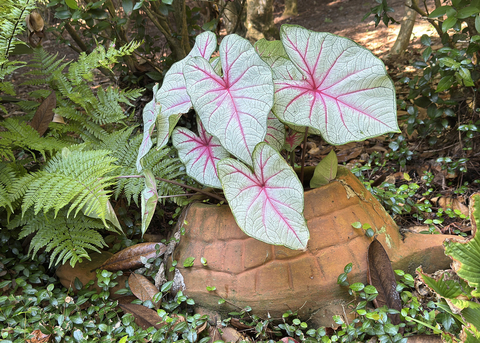 A plant with heart-shaped white leaves grows in a container.