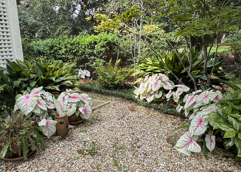 A gravel path by a structure is surrounded by lush foliage.