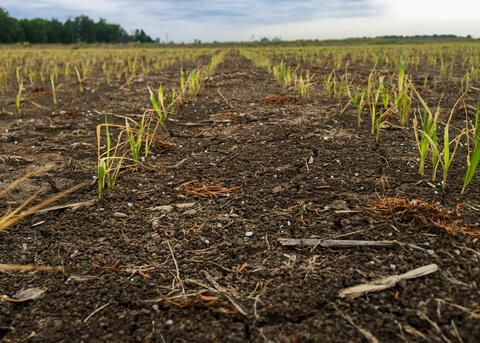 Rows of small plants show yellowed tops in a field.