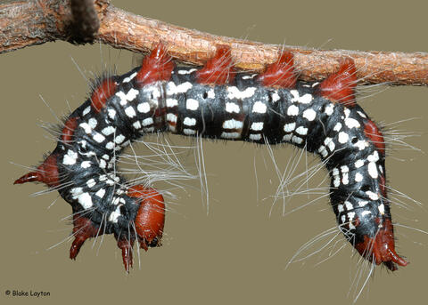 This azalea leaf caterpillar has black/white markings with some red/orange.