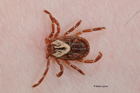 Gulf Coast tick on palm of hand