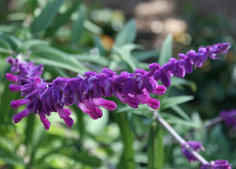 A flower spike is covered by individual fuzzy, purple flowers.