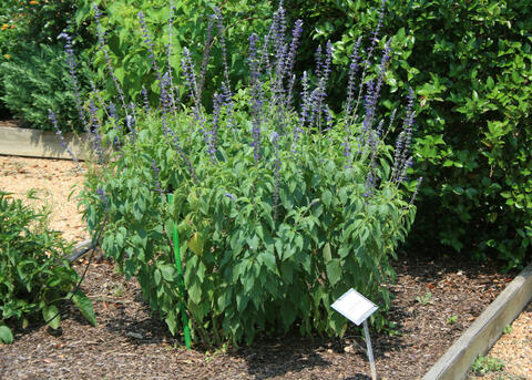 Spikes of purple flowers extend from green foliage.