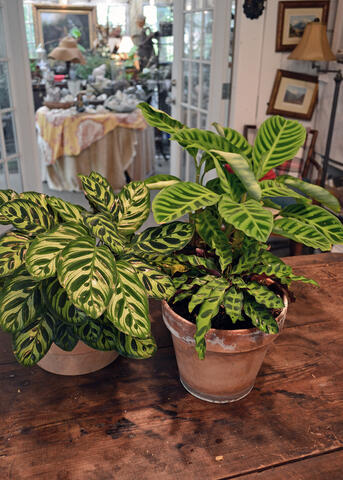 Three potted plants have green leaves with stripes or spots.