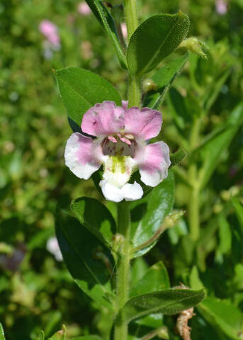 A single bloom is white and light pink.