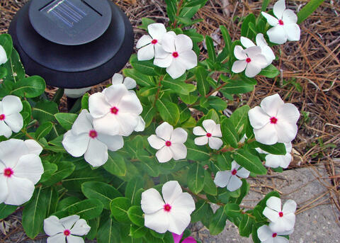 White flowers bloom next to a sidewalk edge.