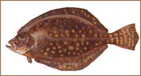 southern flounder