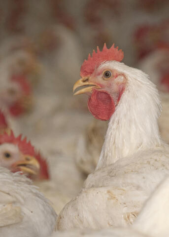 An adult chicken is surrounded by other white chickens.