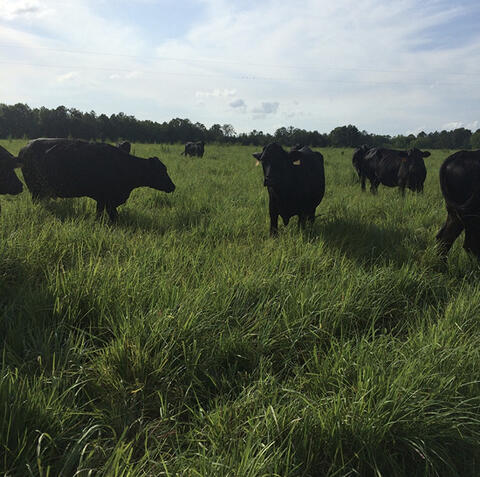 Black cows in a field with tall, green grass.