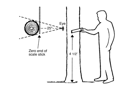 An illustration of how to properly measure a tree trunk's diameter, described in text under Diameter Measurement.