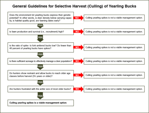 General Guidelines for Selective Harvest (Culling) of Yearling Bucks•	Does the environment let yearling bucks express their genetic potential? In other words, is deer density below carrying capac¬ity, is habitat quality good, are fawning dates early?o	Yes: Is fawn production and survival (i.e., recruitment) high?o	No: Culling yearling spikes is not a viable management option.•	Is fawn production and survival (i.e., recruitment) high?o	Yes: Is the ratio of spike- to fork-antlered bucks low? 