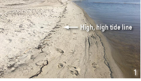 Beach area with an arrow pointing to the wrack line.