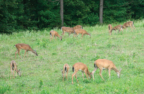 Deer graze in a grassy field. 