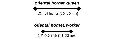 oriental hornet, queen 1.0–1.4 inches (25–35 mm) oriental hornet, worker 0.7–0.9 inch (18–23 mm)