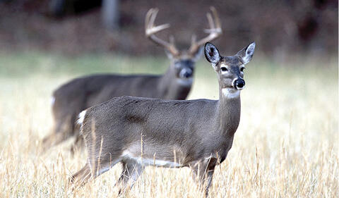 A buck and a doe stand in a field. 