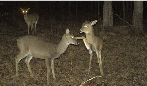 Two fawns at play are photographed by a game camera. 