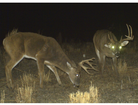 Two bucks in a field at night. 