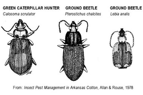 Line drawings of a green caterpillar hunter and two types of ground beetle. Drawings from Insect Pest Management in Arkansas Cotton (Allan &amp; Rouse, 1978).