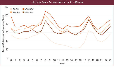 Hourly movement rates by bucks peaks at sunrise and sunset. The phase of the rut also influences these movement rates. At sunrise and sunset, movement is greatest during the peak of the rut. 
